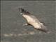 Eurasian Griffon (Gyps fulvus)