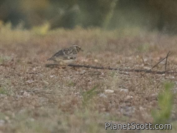 Wood Lark (Lullula arborea)