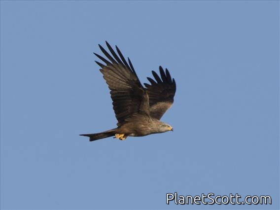 Black Kite (Milvus migrans)