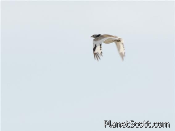 Little Bustard (Tetrax tetrax)