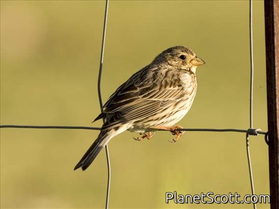 Corn Bunting (Emberiza calandra)