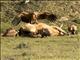 Eurasian Griffon (Gyps fulvus)