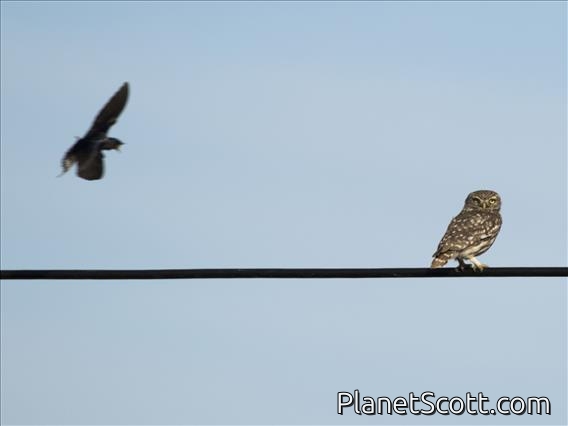 Little Owl (Athene noctua)