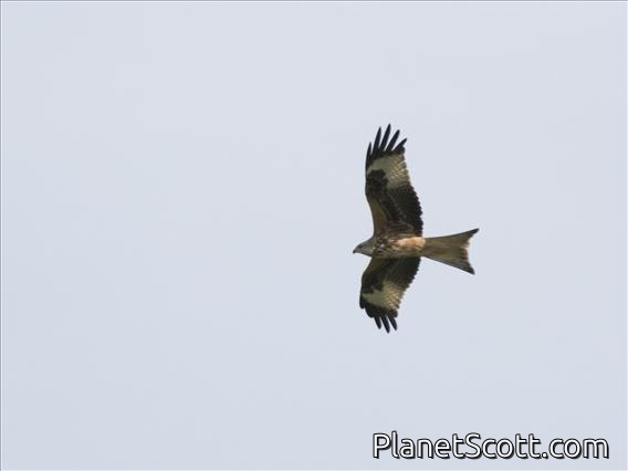 Red Kite (Milvus milvus)