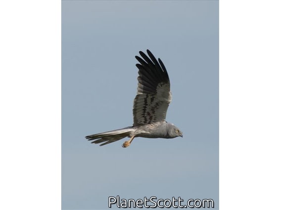 Montagu's Harrier (Circus pygargus) - Male