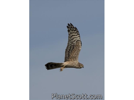 Montagu's Harrier (Circus pygargus) - Female