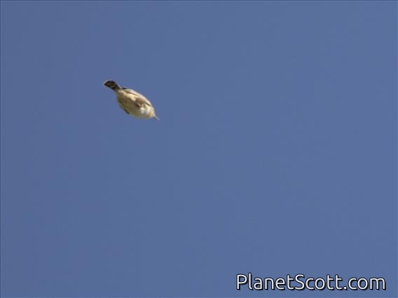 Zitting Cisticola (Cisticola juncidis)