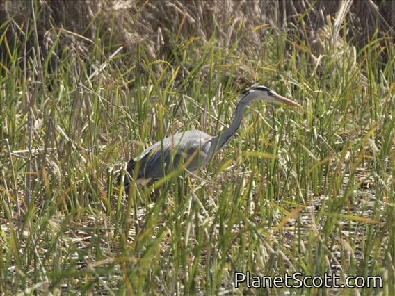 Gray Heron (Ardea cinerea)
