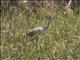 Gray Heron (Ardea cinerea)