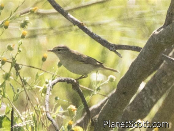 Willow Warbler (Phylloscopus trochilus)