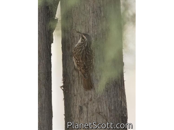 Short-toed Treecreeper (Certhia brachydactyla)