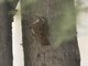 Short-toed Treecreeper (Certhia brachydactyla)