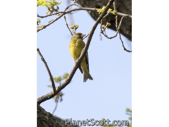 European Greenfinch (Chloris chloris)