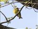 European Greenfinch (Chloris chloris)
