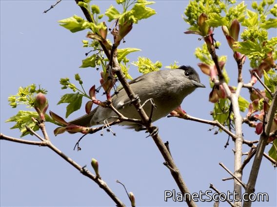 Blackcap (Sylvia atricapilla)