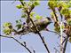 Blackcap (Sylvia atricapilla)