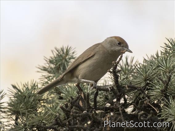 Blackcap (Sylvia atricapilla) - Female