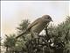Blackcap (Sylvia atricapilla) - Female