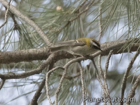 Firecrest (Regulus ignicapilla)