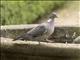 Common Wood-Pigeon (Columba palumbus)