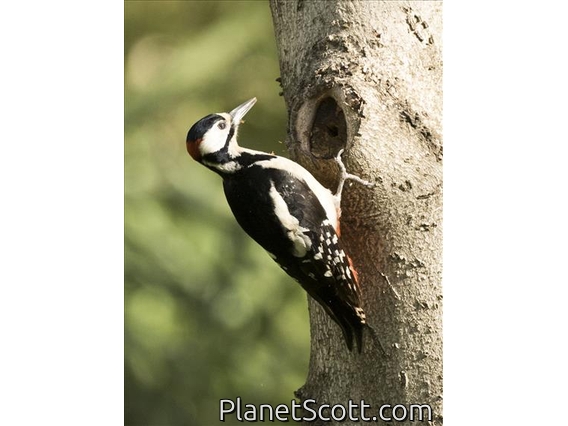 Great Spotted Woodpecker (Dendrocopos major)