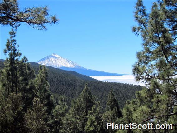 Teide Forest