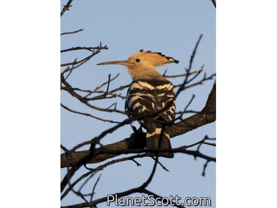 Eurasian Hoopoe (Upupa epops)