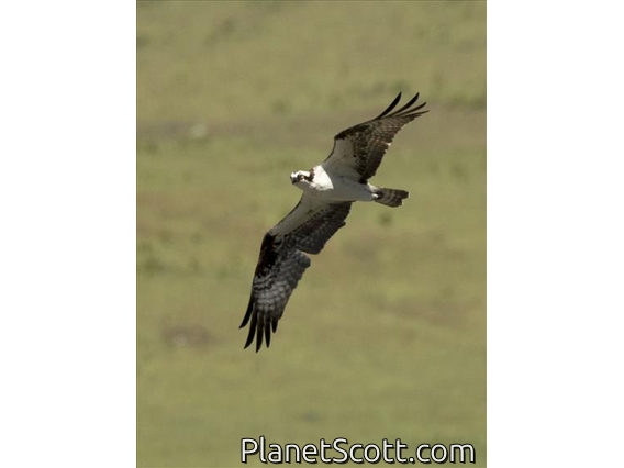 Osprey (Pandion haliaetus)