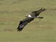 Osprey (Pandion haliaetus)