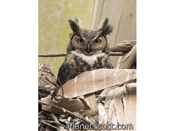 Great Horned Owl (Bubo virginianus)