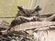 Great Horned Owl (Bubo virginianus)
