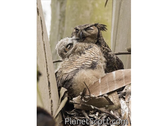 Great Horned Owl (Bubo virginianus)