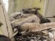 Great Horned Owl (Bubo virginianus)