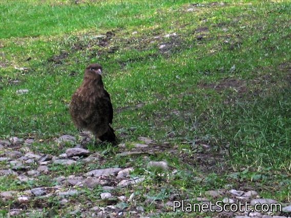 Chimango Caracara (Milvago chimango)