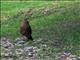 Chimango Caracara (Milvago chimango)