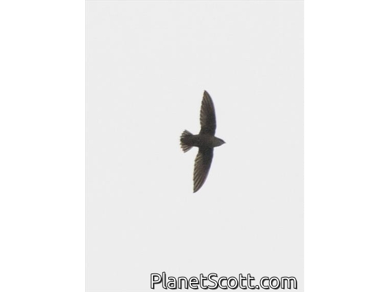 Chimney Swift (Chaetura pelagica)
