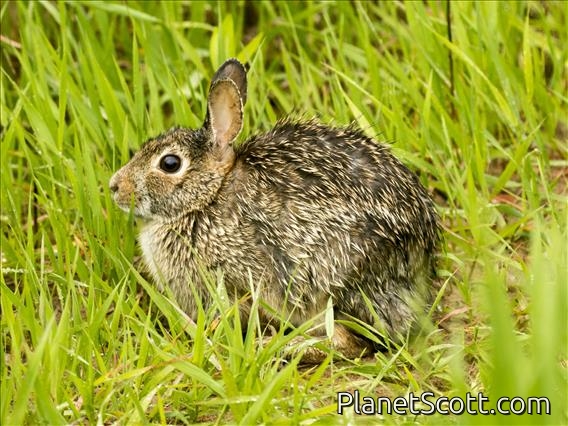 Eastern Cottontail (Sylvilagus floridanus)