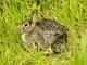 Eastern Cottontail (Sylvilagus floridanus)