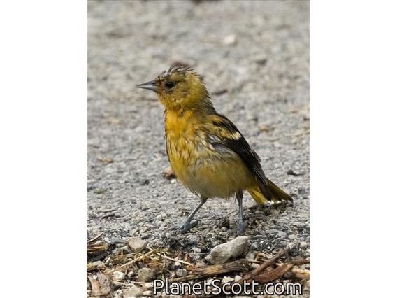 Baltimore Oriole (Icterus galbula)