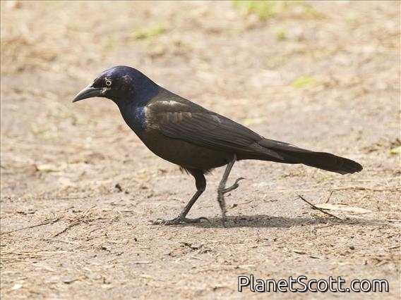 Common Grackle (Quiscalus quiscula)