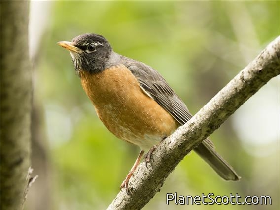 American Robin (Turdus migratorius)