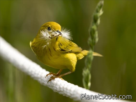 Northern Yellow Warbler (Setophaga aestiva)