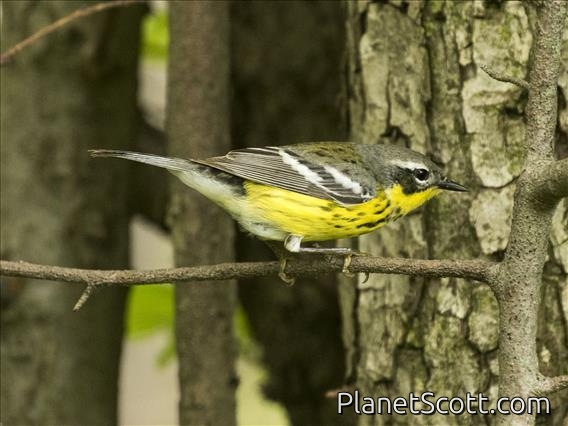 Magnolia Warbler (Setophaga magnolia)