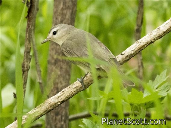 Warbling Vireo (Vireo gilvus)