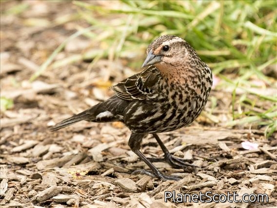 Red-winged Blackbird (Agelaius phoeniceus) - Female