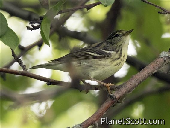 Blackpoll Warbler (Setophaga striata) - Female