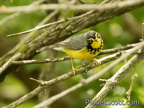 Canada Warbler (Cardellina canadensis) - Male