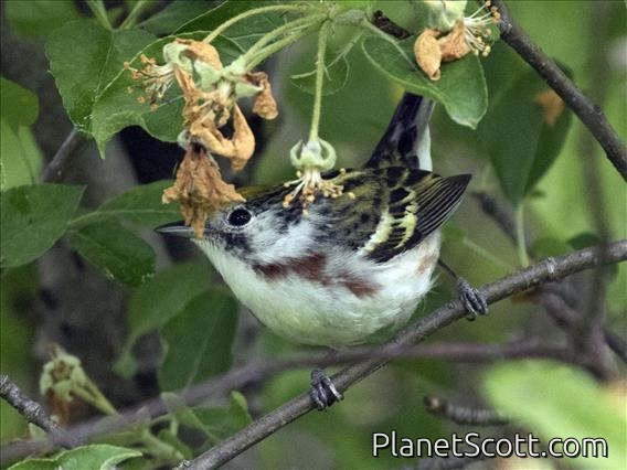 Chestnut-sided Warbler (Setophaga pensylvanica)
