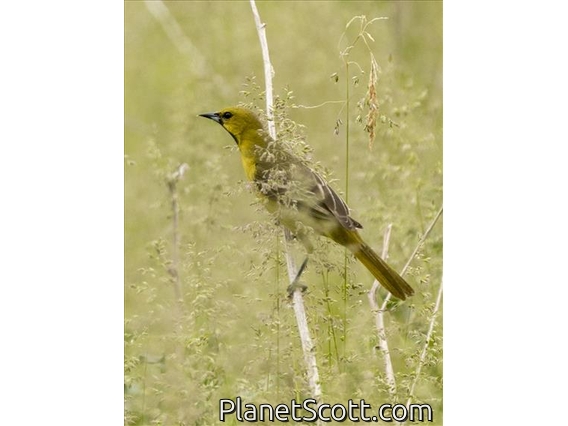 Orchard Oriole (Icterus spurius) - First Summer