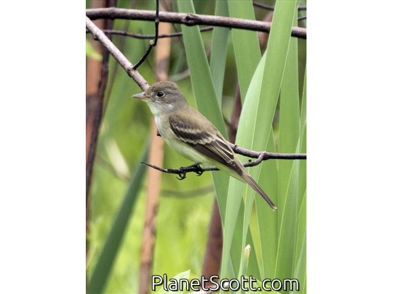 Alder Flycatcher (Empidonax alnorum)